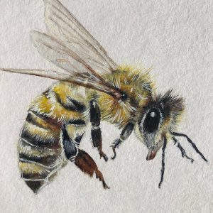 Bee Portrait - Watercolour on Canvas