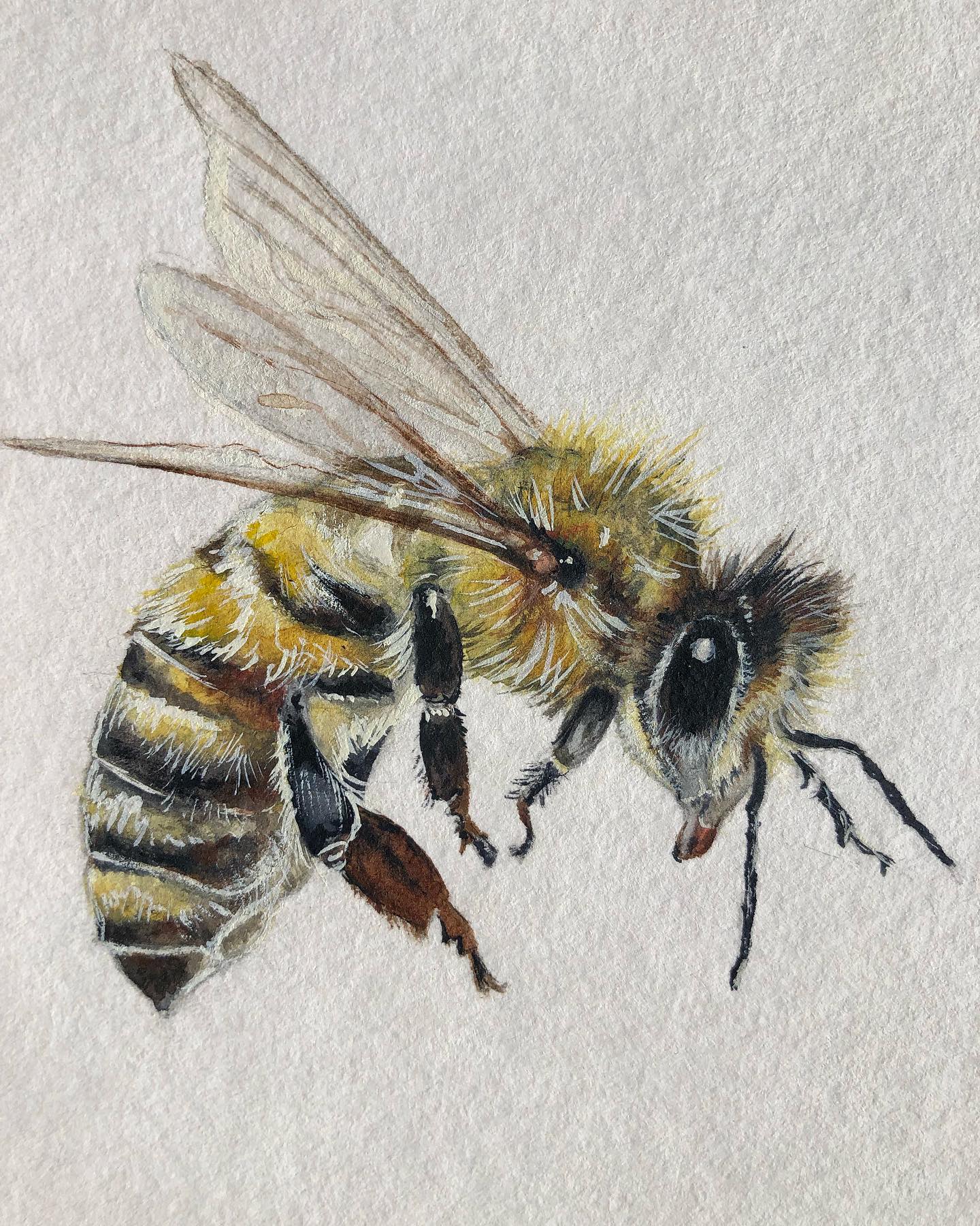 Bee Portrait - Watercolour on Canvas